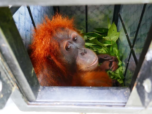 Orang-Utan Weibchen