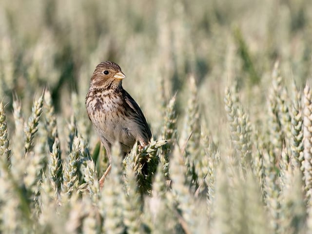 Kleine Vogel in einem Weizenfeld.