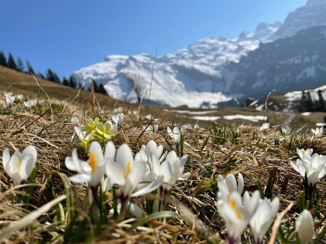 weisse Blüten.