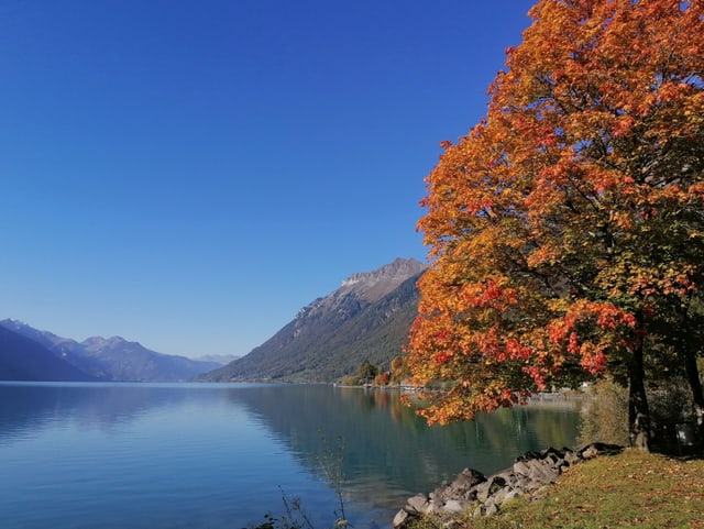 Oranger Baum am See