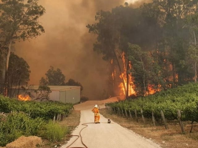 Ein Koala neben einem Feuerwehrmann, der wenige Meter vor einer grossen Feuersbrunst steht.