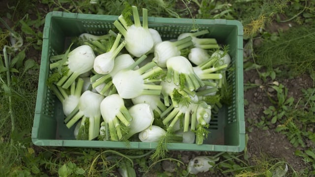 Fenchel in einer Kiste auf dem Erntefeld. 