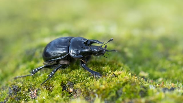 Ein Stierkäfer ruht auf moosigem Hintergrund.