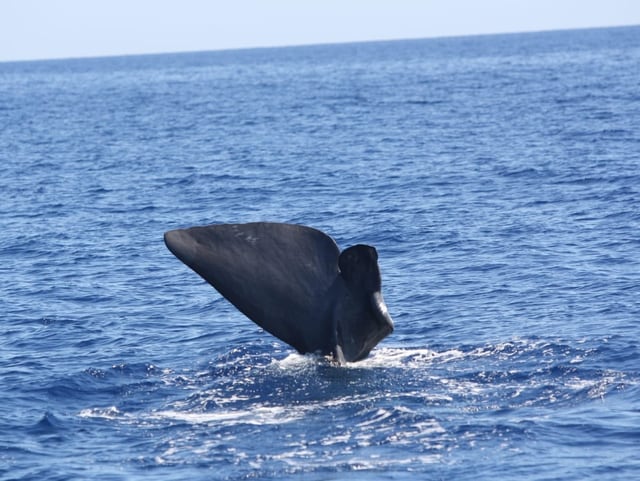 Abgeschnittene Walflosse ragt aus dem Wasser