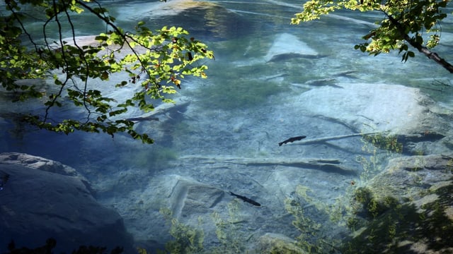 The Blausee in the Bernese Oberland