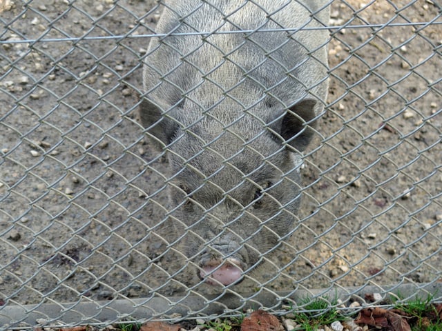 Minipig hinter Gittern