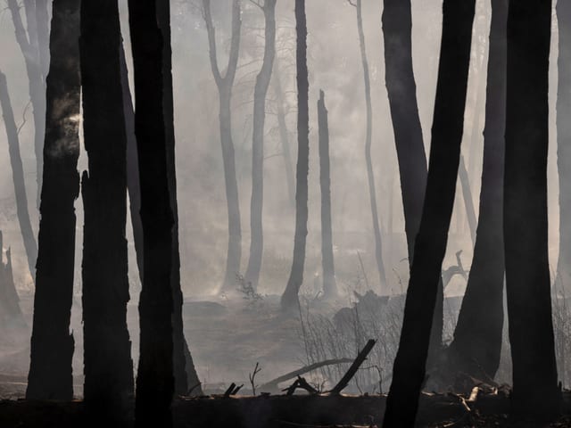 Verbrannter Wald mit rauchenden Baumstämmen.