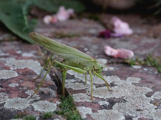 Ein grünes Heupferd auf mit Flechten überwachsenen Steinplatten.