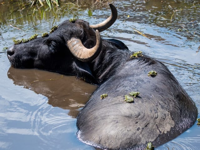 Wasserbüffel im Wasser mit Fröschen auf dem Rücken.