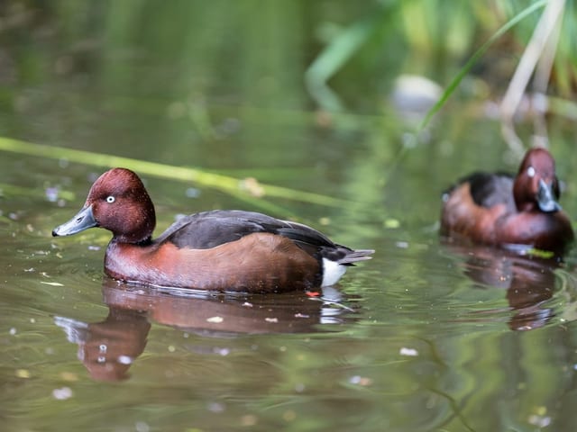 Zwei braune Moorenten im Wasser.