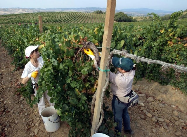 Rebbaugebiet in Italien. Zwei Personen pflegen die Rebe. 