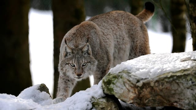 Luchs zwischen Bäumen.