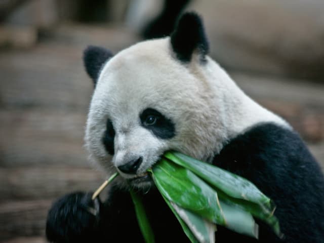 Grosser Panda