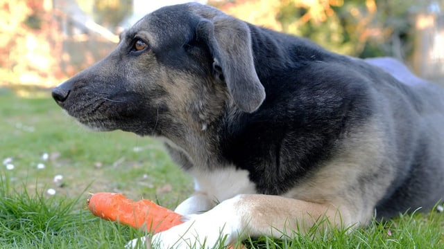 Auf dem Bild ist ein Hund mit einer Karotte zu sehen.