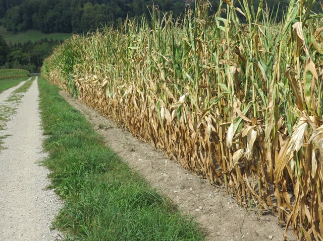 Ein Maisfeld und eine Strasse. Dazwischen ein grüner Streifen.