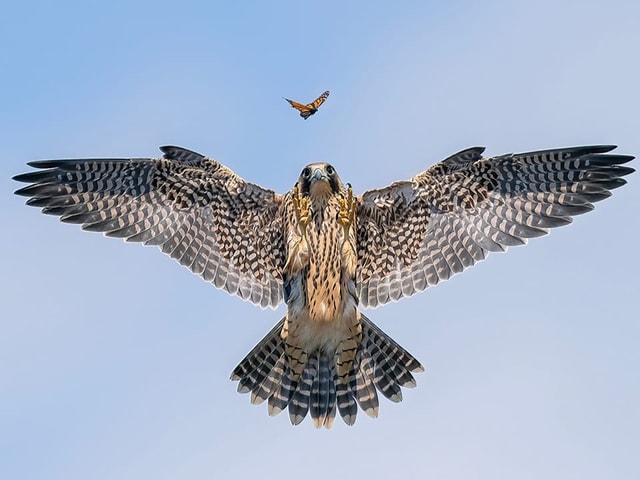 Ein Falke jagt einen Schmetterling.