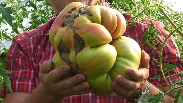 Grösste Tomate Europas