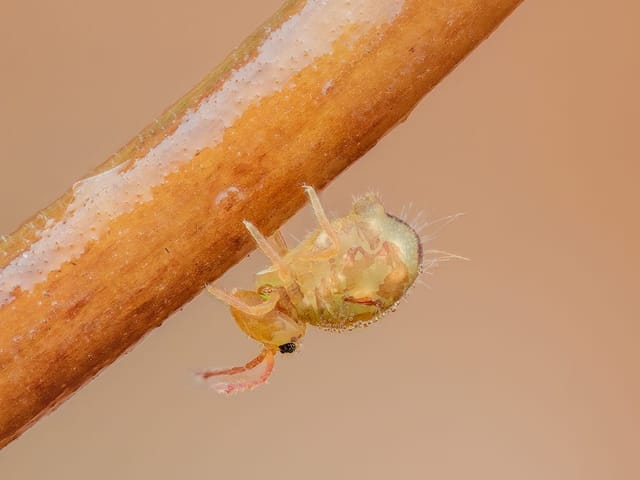 Nahaufnahme einer kleinen Spinne an einem Ast.