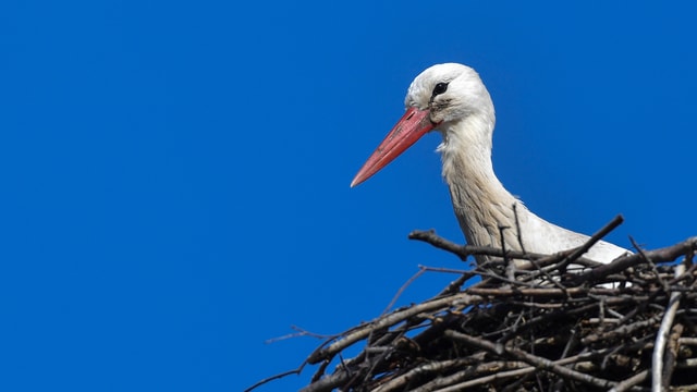 Storch im Nest.