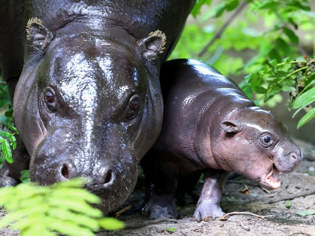 Hippo-Baby Toni mit Mutter Debby in der Aussenanlage des Berliner Zoos.