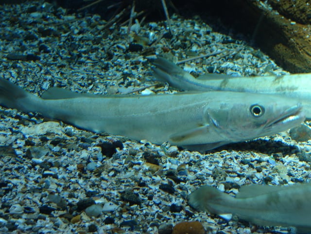 Zwei bläuliche Seehechte liegen im Kies eines Aquariums. 