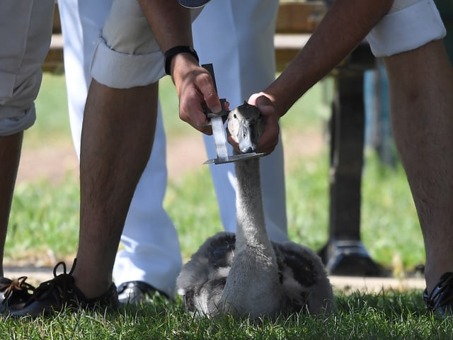 Ein junger Schwan wird vermessen.