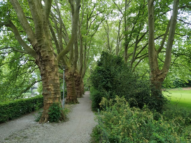 Platanenallee mit viel Grün rundherum und einem ungeteerten Weg.