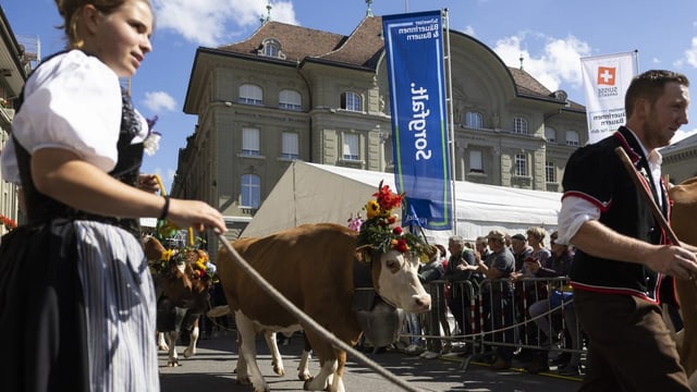 Sennen führen bunt geschmückte Kühe durch die Stadt.