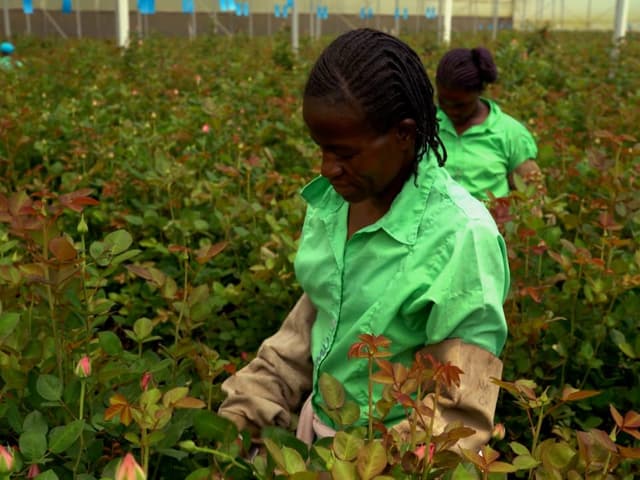 Eine Person schneidet Blumen in Kenia