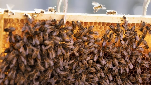 Bienen auf einer Wabe