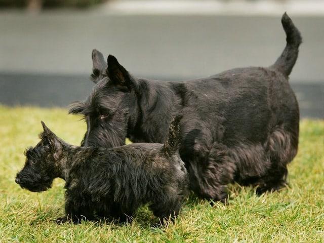 barney_and_miss_beazly