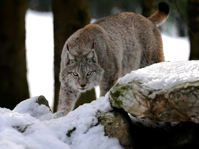 Luchs in gebückter Haltung über im schneebedeckten Wald.