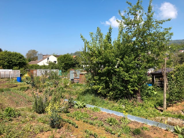 Hecke in einem Garten