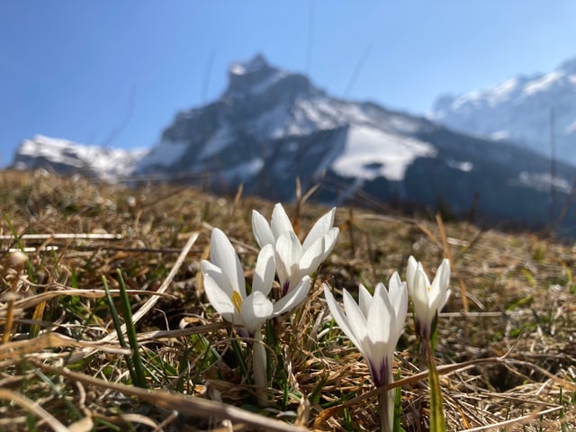 weisse Blüten.