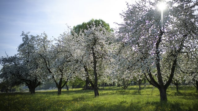 Sonnenbestrahlte Apfelbäume sind auf dem Bild zu sehen.