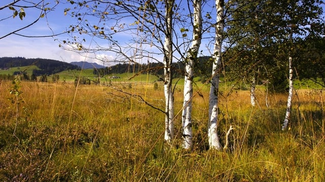 Blick auf ein Hochmoor mit Birken