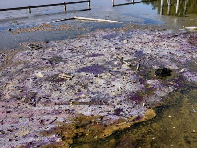 Blaualgen in einem See