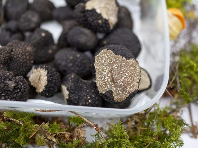 Schwarze Trüffel in einer Plastikschale auf Moos.