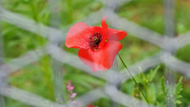 Symbolbild: Eine Mohnblume hinter einem Maschendrahtzaun.