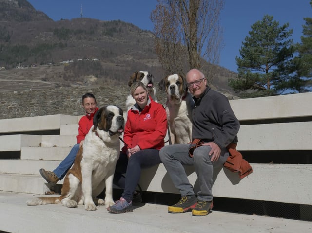 Drei Menschen mit drei Bernhardinern- Hunden.