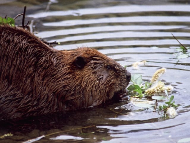 Biber an einem Teich. 