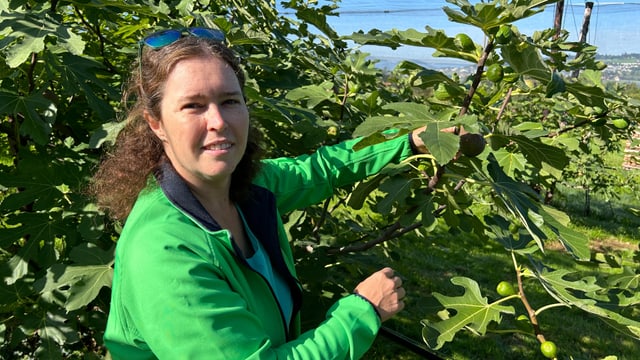 Andrea Stocker in ihrer Feigenplantage.