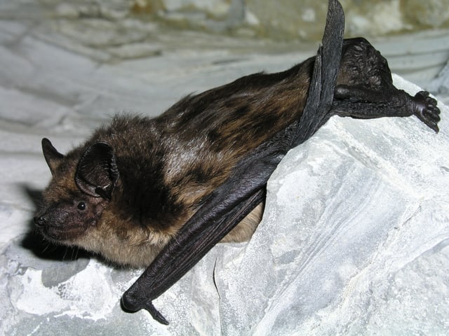 Eine Breitflügelfledermaus liegt auf einem weissen Tuch.