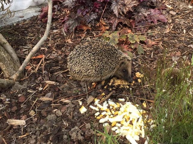 Igel am Fressen