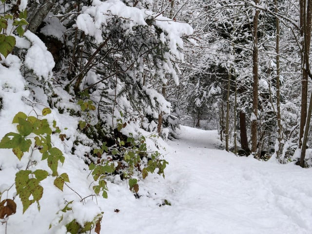 Snowy forest.