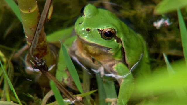 Bedrohter Sänger: Der Laubfrosch leidet besonders unter der Intensivierung in der Kulturlandschaft (Laubfrosch schaut aus Wasser)