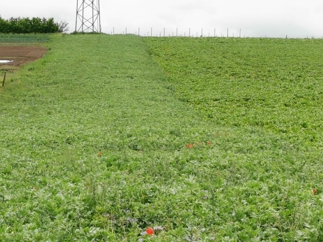 Feld komplett mit einer grünen Pflanzendecke bedeckt. 