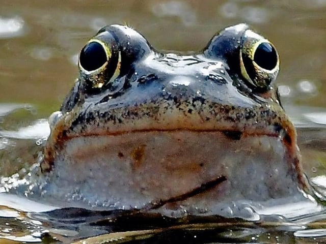 Bei den Fröschen am Teich herrscht reges Treiben. 