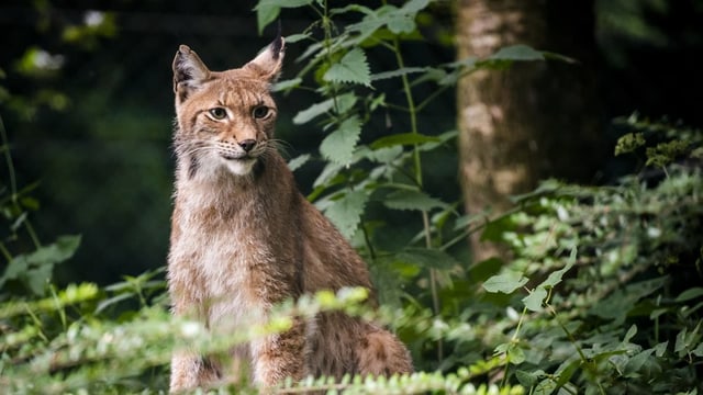 Luchs im Gebüsch