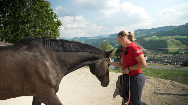 Pferd auf einer Weide. 